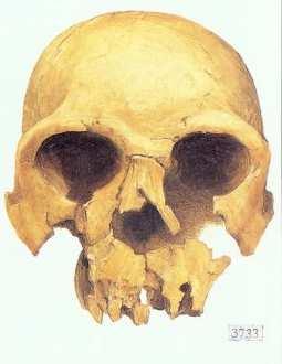 Homo erectus: 2 mil. 0.3 mil.