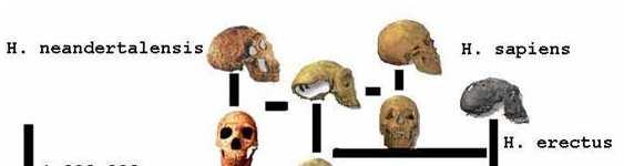 Homo habilis and Homo erectus