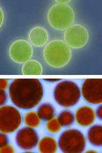 Haematococcus pluvialis - Chlorophyta - produkce astaxantinu (1,5-3% suché hmoty) - farmacie, kosmetika,