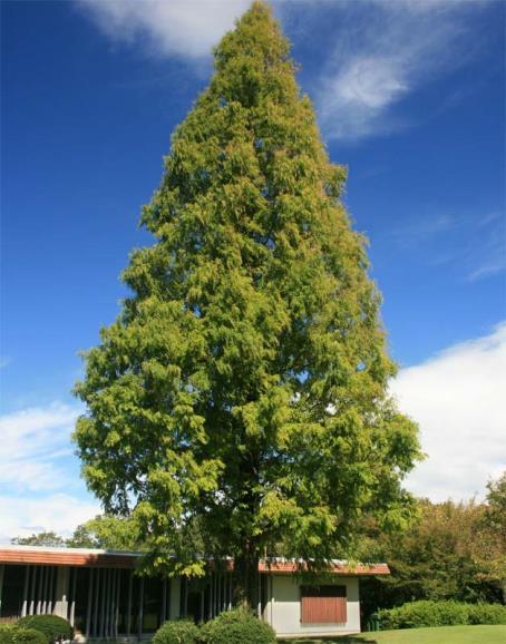 Ginko dvojlaločné Ginkgo biloba Ginko patrí medzi najstaršie stromy na našej