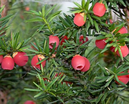 Názov rastliny: Tis obyčajný (Taxus baccata) Oddelenie: borovicorasty (Pinophyta) Čeľaď: tisovité (Taxaceae) Charakteristické znaky: pomaly rastúci ker alebo strom, borka je hnedočervená, odlupuje