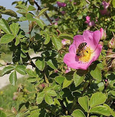 rastliny: Ruža šípová (Rosa canina) Oddelenie: magnóliorasty (Magnoliophyta) Čeľaď: ružovité (Rosaceae) Charakteristické znaky: je to ker s dlhými konármi, na ktorých sa nachádzajú tvrdé, pichľavé