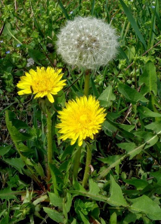 Názov rastliny: Púpava lekárska (Taraxacum officinale) Oddelenie: magnóliorasty (Magnoliophyta) Čeľaď: astrovité (Asteraceae) Charakteristické znaky: trváca bylina, ktorej listy rastú v prízemnej