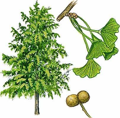 GINKGO DVOJLALOČNÉ (Ginkgo biloba) Plody: Opis: Oddelenie: nahosemenné (ginkorasty) Čeľaď: ginkovité (Ginkgoaceae) ginkgo je mohutný strom