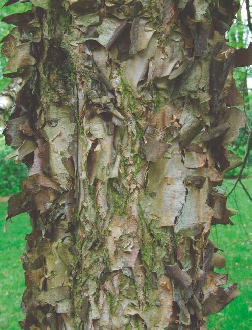 Betula