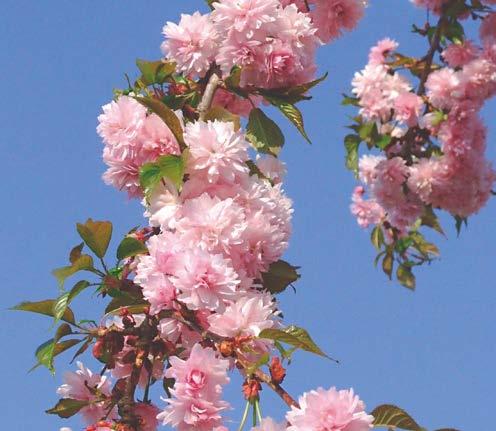 com Prunus