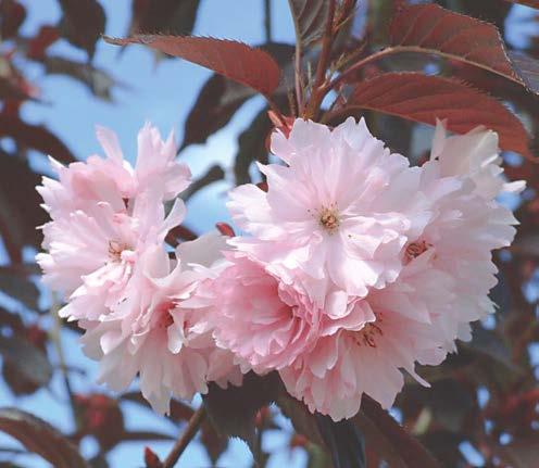 'Rancho' Prunus