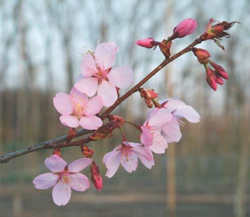 Prunus 