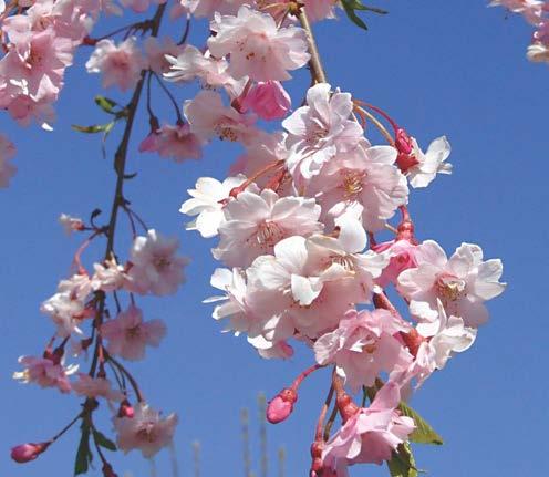 Prunus www.