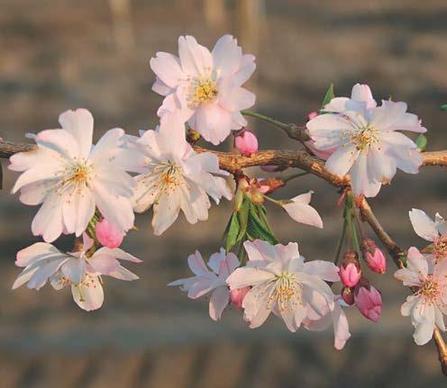 'Schnee' Prunus