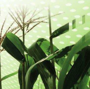 Aplikace sólo 3 l/ha -