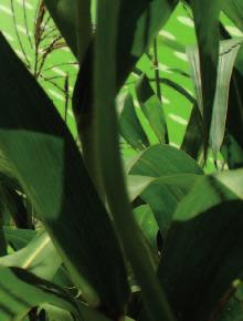 list Akris 3 l/ha +