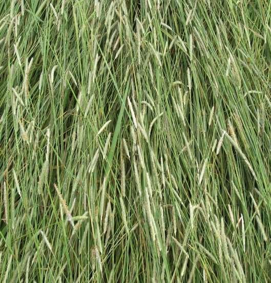 Pozitiva a radosti semenářské porosty trav a jetelovin