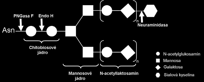 1 GLYKOSYLACE INTEGRINU CD11b/CD18 JE NEZBYTNÁ PRO VAZBU CyaA Nedávno bylo ukázáno, že vazba a cytoxická aktivita CyaA jsou závislé na interakci s integrinovým receptorem CD11b/CD18, který je stejně
