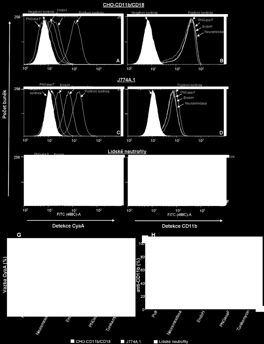 1 (C a D) nebo lidské neutrofily (E a F) byly inkubovány 30 minut při 4 C v HBSS pufru s inhibitory proteas a chlorpromazinem (5 μg/ml), inhibitorem na klatrinu závislé endocytosy.