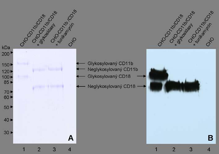 Výsledky Bylo ovšem důležité ověřit účinnost deglykosylace a stabilitu nekovalentně asociovaného heterodimeru CD11b/CD18, proto jsme izolovali integrin CD11b/CD18 pomocí imunoprecipitace na