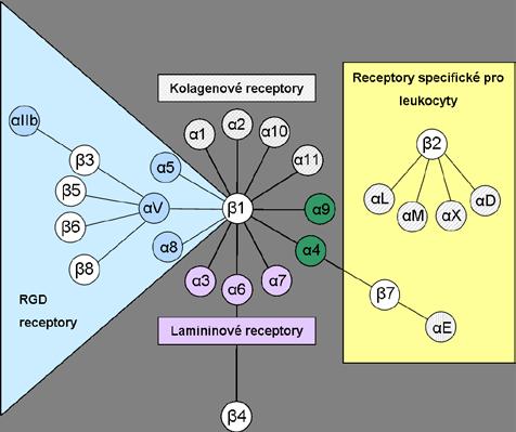 Literární přehled Obr. 14: Rodiny integrinových receptorů. 225 podjednotkami a vytváří tak nejméně 24 integrinů. 8 různých β podjednotek se může vázat se 17 různými α 3.5.1 RODINA β 2 INTEGRINŮ Integriny patřící do β 2 rodiny se označují jako integriny leukocytů, protože jsou jejich hlavními receptory.