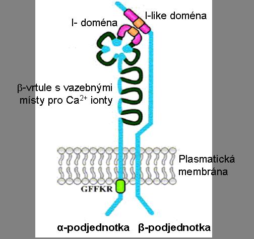 Literární přehled CD11b/CD18, CD11c/CD18 a CD11d/CD18 navíc rozpoznávají i proteiny z ostatních tříd a integriny CD11b/CD18 a CD11c/CD18 kromě toho také polysacharidy 228.