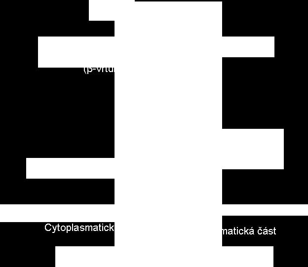 kininogen 236 Produkty komplementu ic3b 228,232,233,236,237,242 haptoglobin 228, denaturovaný albumin 228, Ostatní elastasa, myeloperoxidasa 234,236, FHA B.