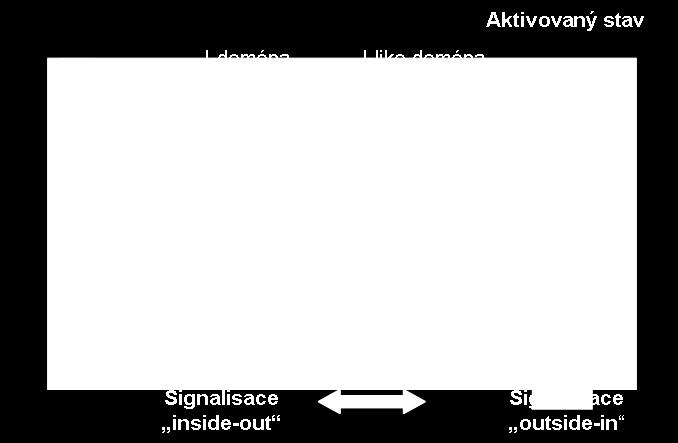 Asociace α a β podjednotek vyžaduje pouze přímý kontakt N-koncových oblastí obou podjednotek, v nichž se nachází I-doména a I-like doména 245. Obr.