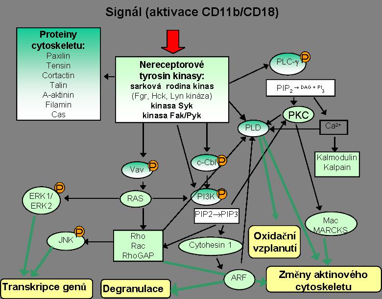 Literární přehled Obr. 23: Schematický obrázek outside-in signalizace integrinu CD11b/CD18 225,233,260,270.