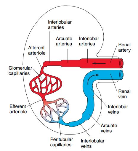 Autoregulace GFR a RBF Renal blood flow (RBF)