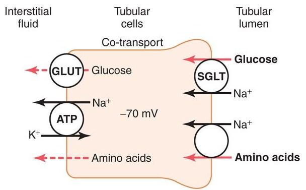 elektrochemickému gradientu zdroj energie ATP Na + -K + -ATPáza H + -ATPáza H + -K + -ATPáza Ca 2+ -ATPáza