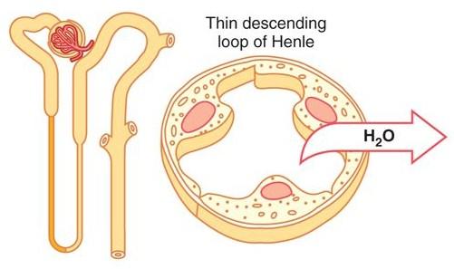 osmotických diuretik (manitol) Sekrece H+ a reabsorpce bikarbonátu (85-90%) Diuretikum acetazolamid - inhibice karbonátdehydratázy a snížení reabsorpce sodíku Henleová klička tenký segment Sestupné