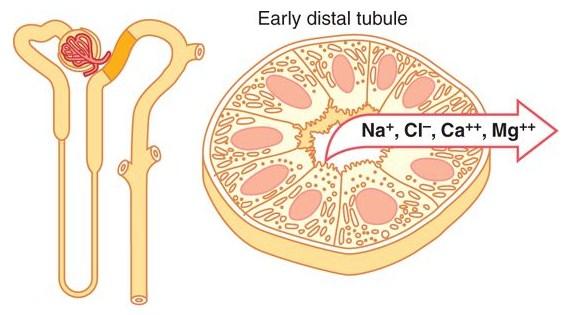 potenciál vede k reabsorpci Ca 2+, Mg 2+ difuzi Začátek distálního tubulu Distální tubulus začíná oblasti macula densa, součást juxtaglomerulárního aparátu Zpětná vazba pro regulaci GFR a RBF Podobné