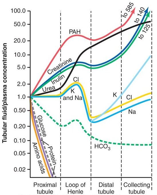 Tubulární systém Hormonální regulace tubulární reabsorpce Hormone Site of Action Effects Aldosterone Collecting tubule and duct NaCl, H2O reabsorption, K + secretion Angiotensin II Proximal tubule,