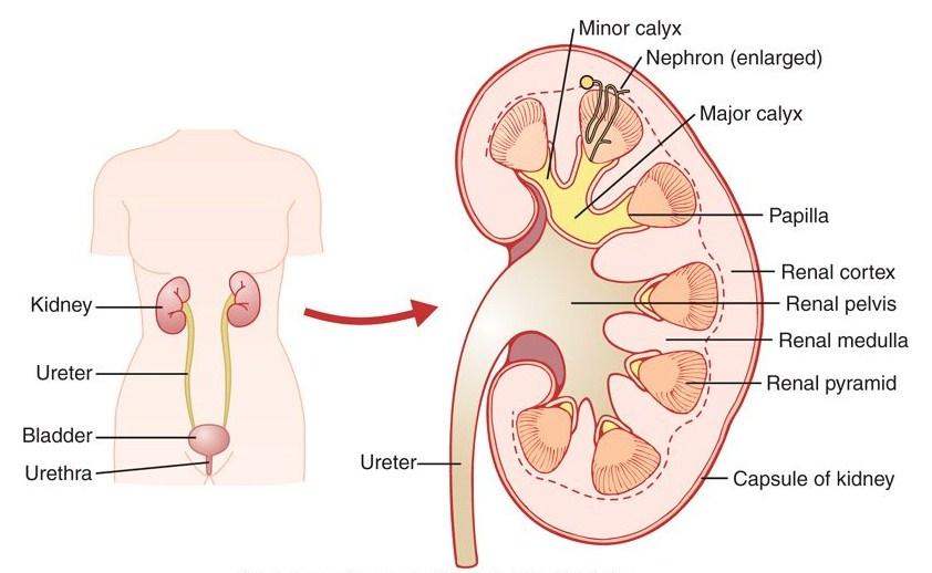 Anatomie