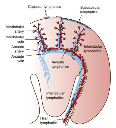 Renalní vasculatura, lymfatika renální arterie