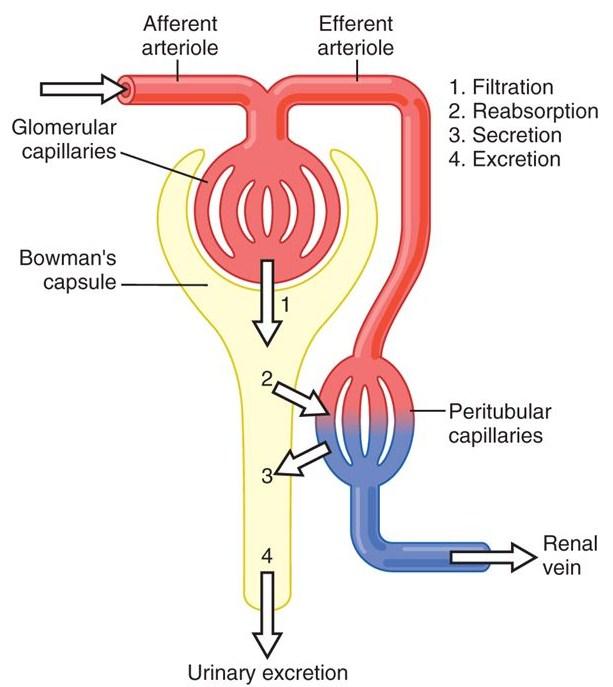 interlobulární arterie aferentní arterioly glomeruly