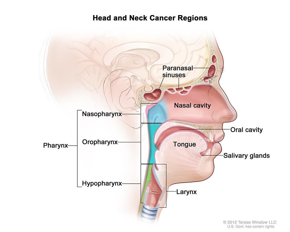 zvýšená teplota. Obra zek 3. Anatomicka lokalizace na dorů orofacia lní oblasti zdroj: https://www.cdc.