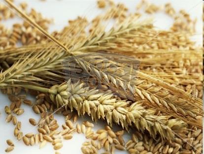 Možnosti inovace cereálních výrobků z pšeničné mouky
