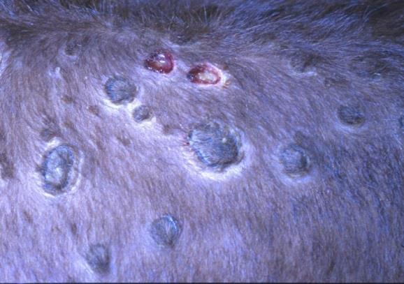Původcem onemocnění je Capripox virus příbuzný s ovčími neštovicemi. Virus je poměrně odolný vlivům vnějšího prostředí a do těla neprostupuje neporušenou kůží nebo sliznicemi.
