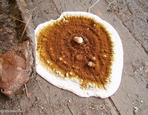 Karst) Koniofora sklepní, se stejně jako dřevomorka, řadí mezi celulózovorní dřevokazné houby a rovněž je značně nebezpečná. Velmi často se stává, že s dřevomorkou společně koexistují [3].