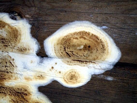 ) Ryvarden) Pórnatka se nejčastěji vyskytuje na jehličnatých dřevinách, které jsou umístěny například ve sklepeních, na stropních konstrukcích provlhlých objektů a v našich klimatických podmínkách