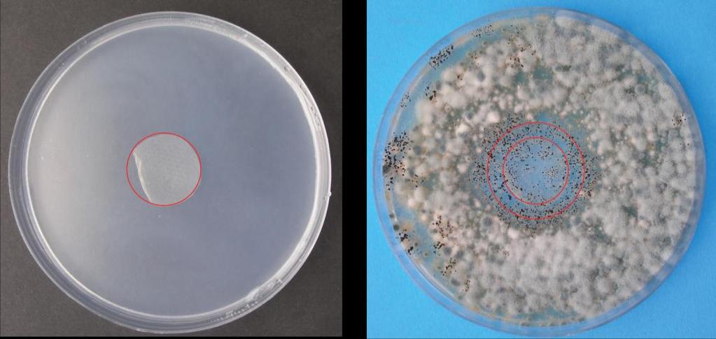 Experimentální výzkum použity vzorky se stříbrem ve formě nanočástic (NAg) a do zbylých misek vzorky se stříbrem ve formě iontů (AgNO 3 ).