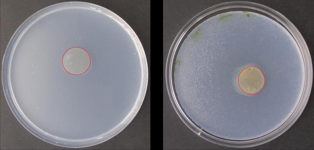 Experimentální výzkum Obrázek 25: Směs řas na živné půdě s nanovláknitou textilií se stříbrem jako biocidním doplňkem ve formě iontů po 1 dni (vlevo) a po 21 dnech (vpravo) (1).