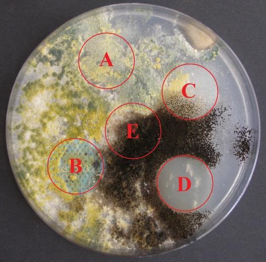 Penicillium purpurogenum, Chaetomium globosum, Trichoderma v poměru 1:4:8:8.