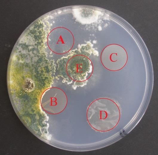 Experimentální výzkum Obrázek 27: Směs plísní na