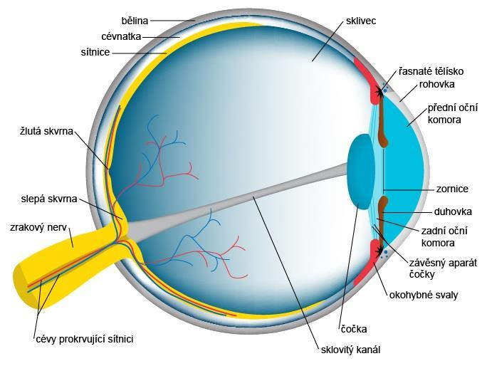 2 BIOMETRIE SÍTNICE Oko, jakožto zcela unikátní orgán, je součástí zrakového ústrojí. K biometrickým účelům se využívají dvě jeho součásti duhovka (iris) a sítnice (retina).