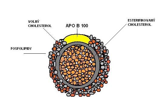 HDL (tzv. lipoproteinová trias). Kromě změn kvantitativních dochází u diabetiků 2. typu ke změnám složení plazmatických lipoproteinů. Zvyšuje se podíl aterogenních malých denzních VLDL a LDL částic.