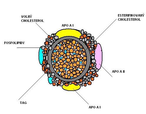 Glykované apoproteiny mají menší afinitu k receptorům a jsou preferenčně vychytávány scavengerovými receptory makrofágů za vzniku pěnových buněk. Ty jsou základem aterosklerotické léze.