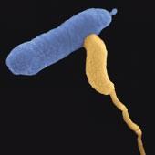 subtilis 1,8-4,8 x 0,9-1,1 Streptomyces vlákno x 0,7-1,6 Chromatium 25 x 10 Spirochety 500 Tvary bakt.