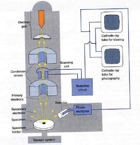 Skenovací tunelová elektronová mikroskopie (scanning tuneling electron microscopy, STM) Nad povrchem preparátu se pohybuje velmi tenký kovový hrot, ke kterému tunelují elektrony z povrchu preparátu