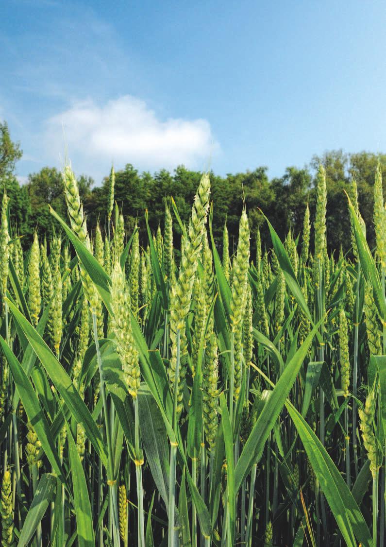 agrotip Informační měsíčník BASF pro české zemědělce Červen 2017 Stane se