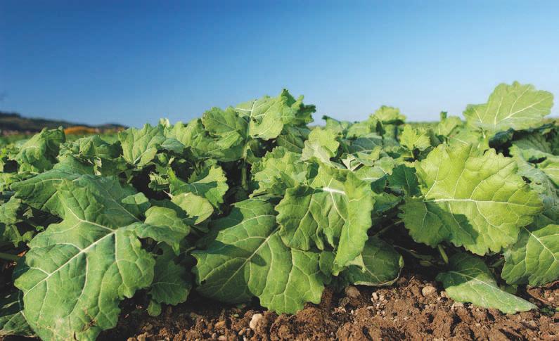 Řepkové obzory Herbicidy Nimbus Gold - inovace v preemergentní herbicidní ochraně řepky ozimé Obr.