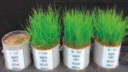 Řepkové obzory Herbicidy Kombi efekt Herbicidy nabízené společností BASF jsou unikátní díky kombinaci účinných látek metazachlor a dimethenamid-p a v závislosti na zvolené technologii je doplňuje